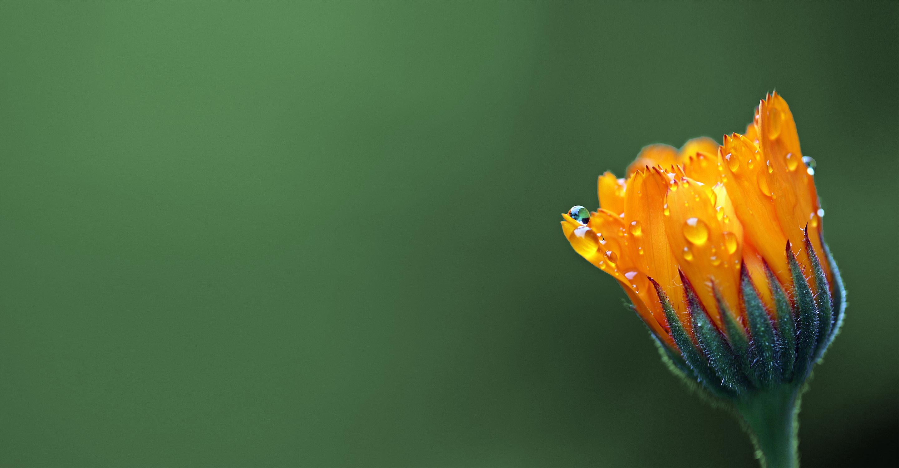 Bilder einer Ringelblume mit Tau